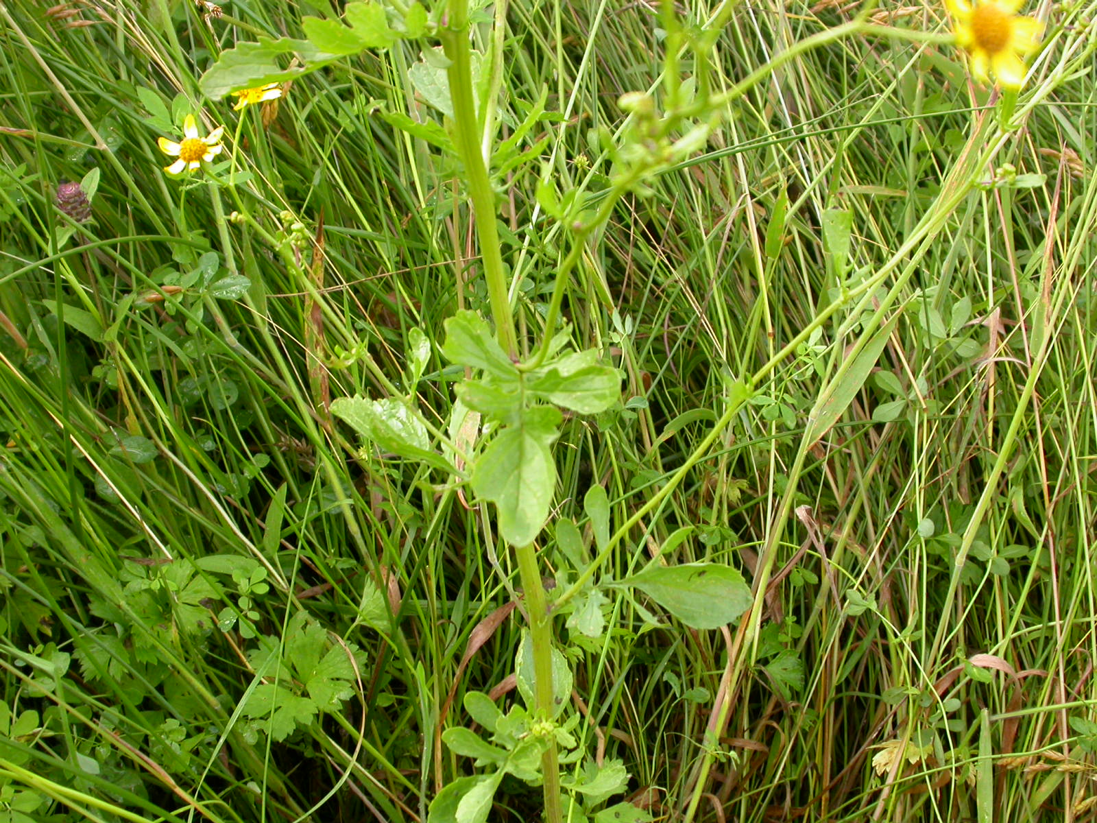 20070622_191022.JPG
