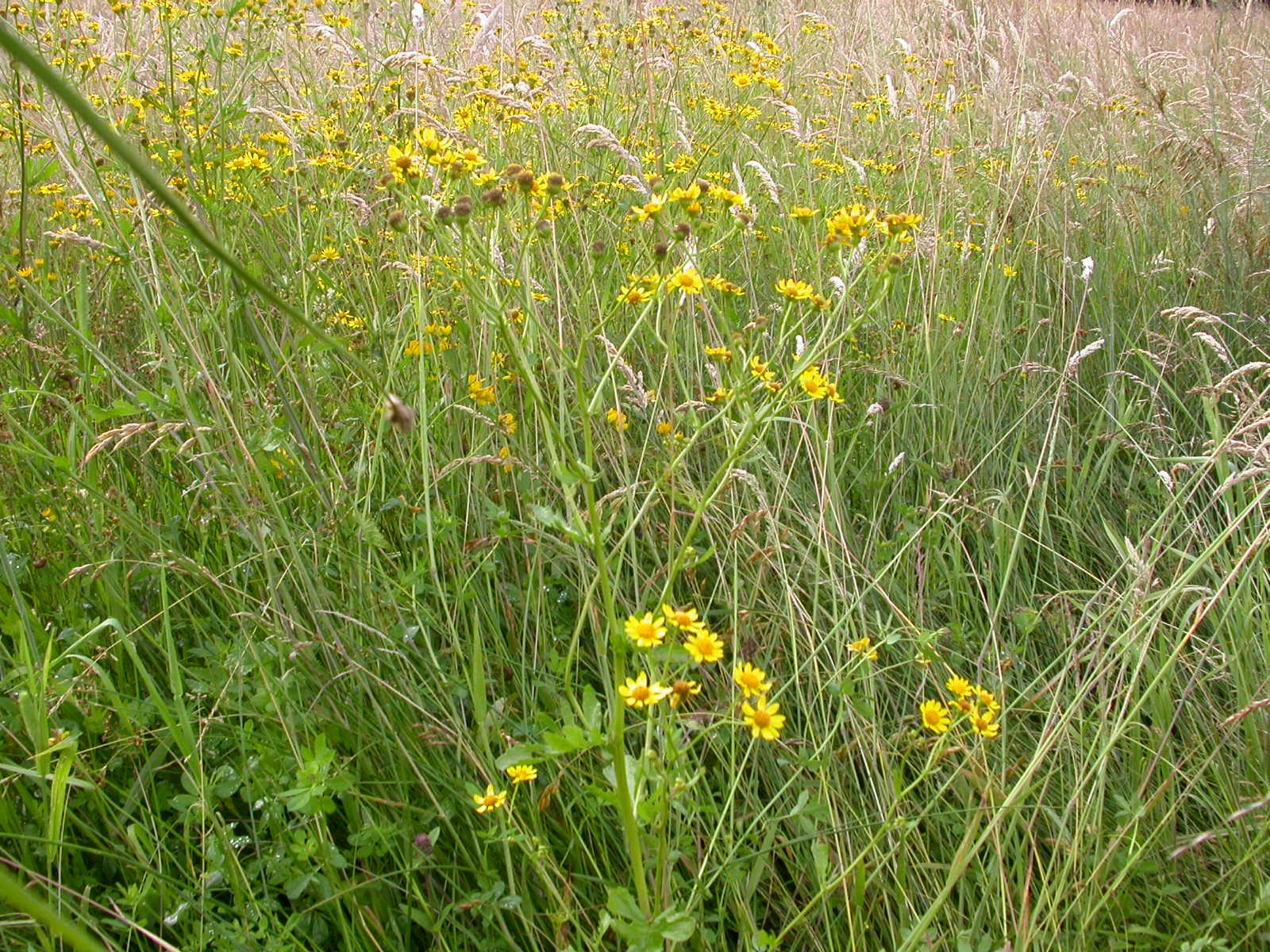 20070622_191030.JPG