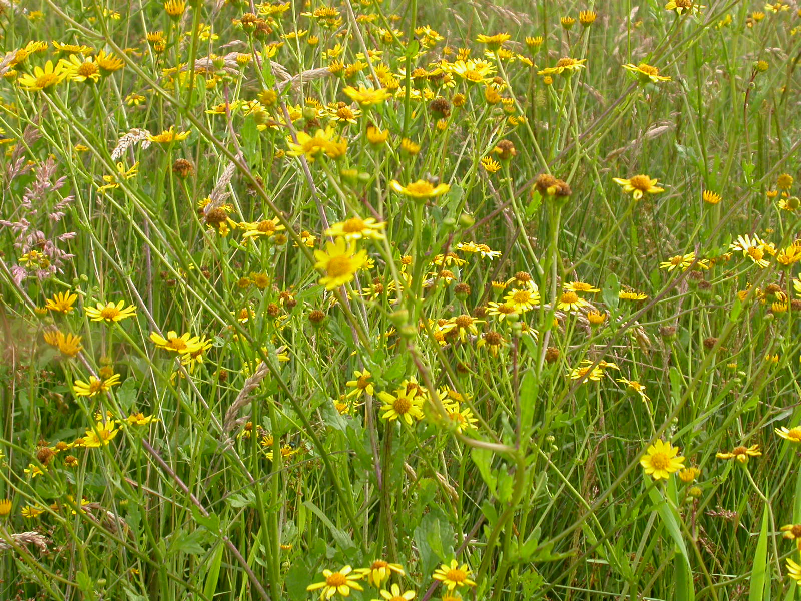 20070622_191210.JPG