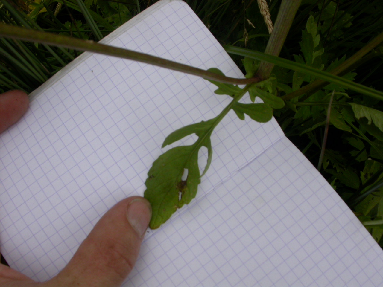 20070630_121101.JPG
