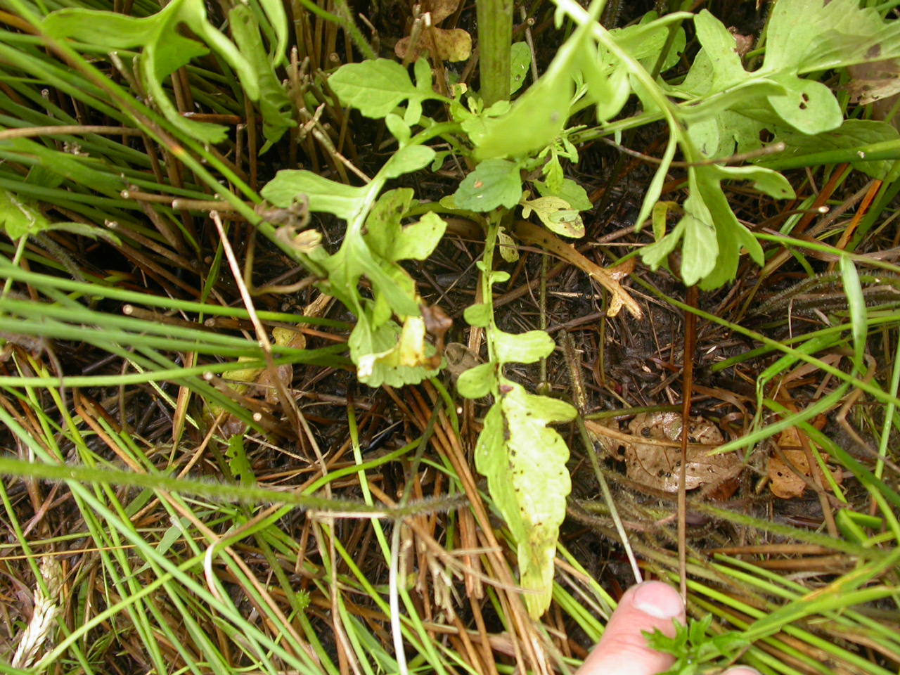 20070630_121117.JPG