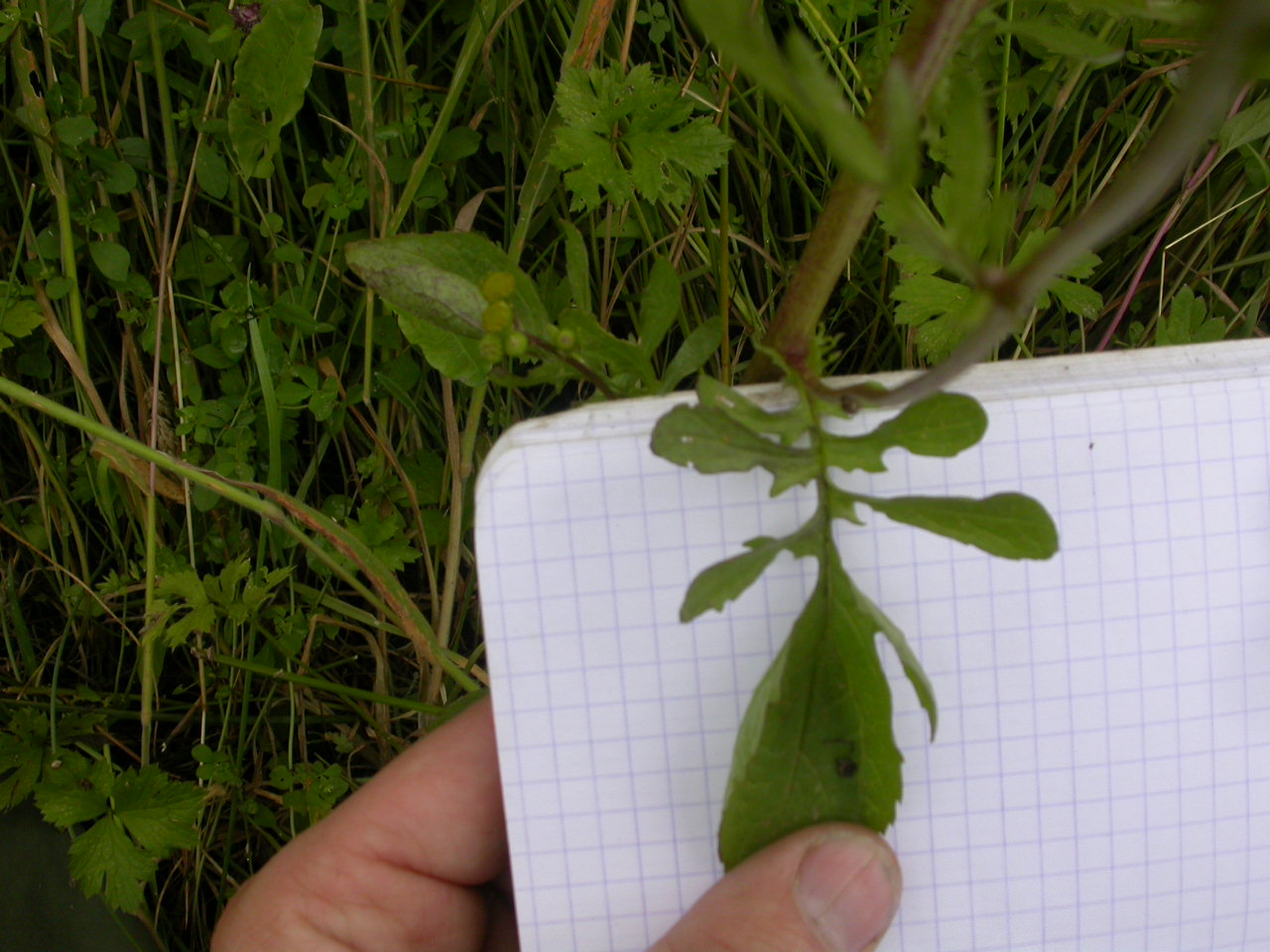 20070630_121151.JPG