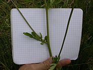 20070630_121046.JPG