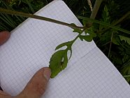 20070630_121101.JPG