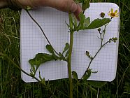 20070630_121141.JPG