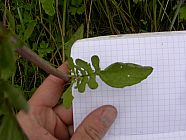 20070630_121206.JPG
