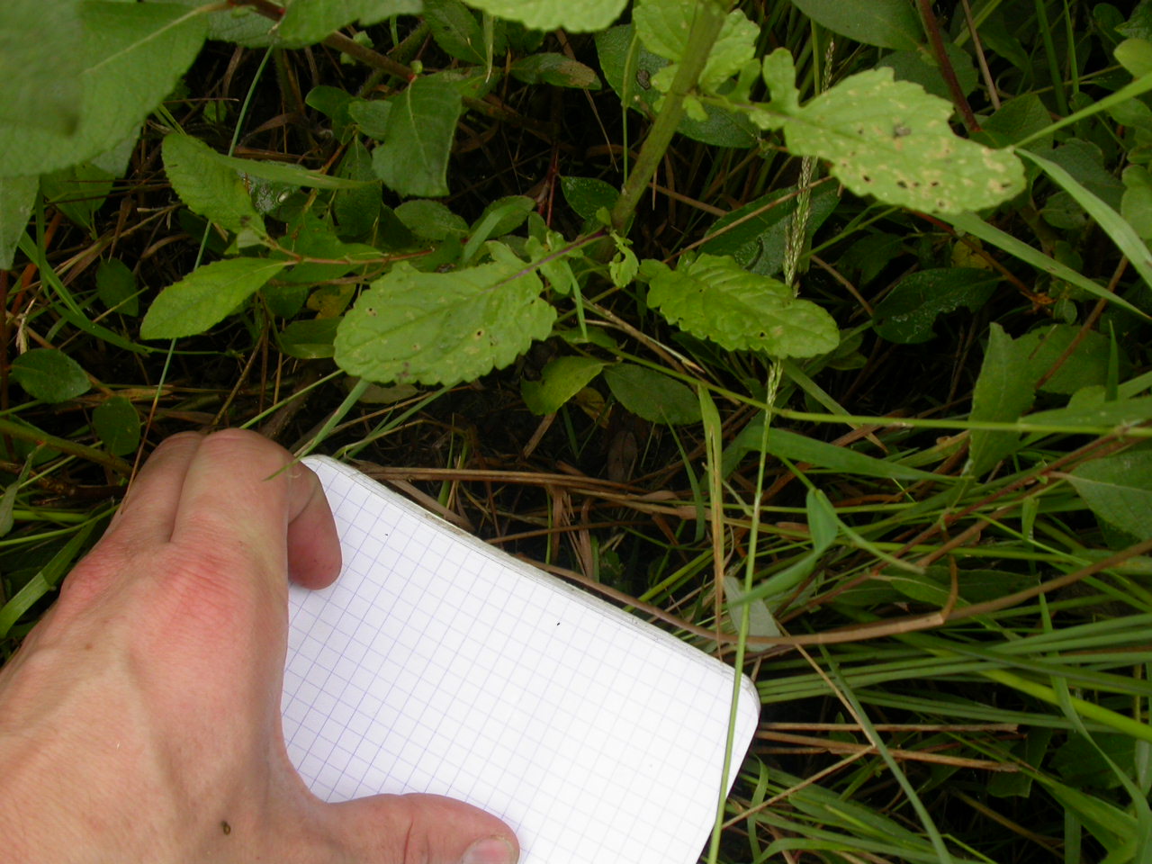 20070630_121316.JPG