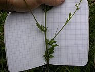 20070630_121246.JPG