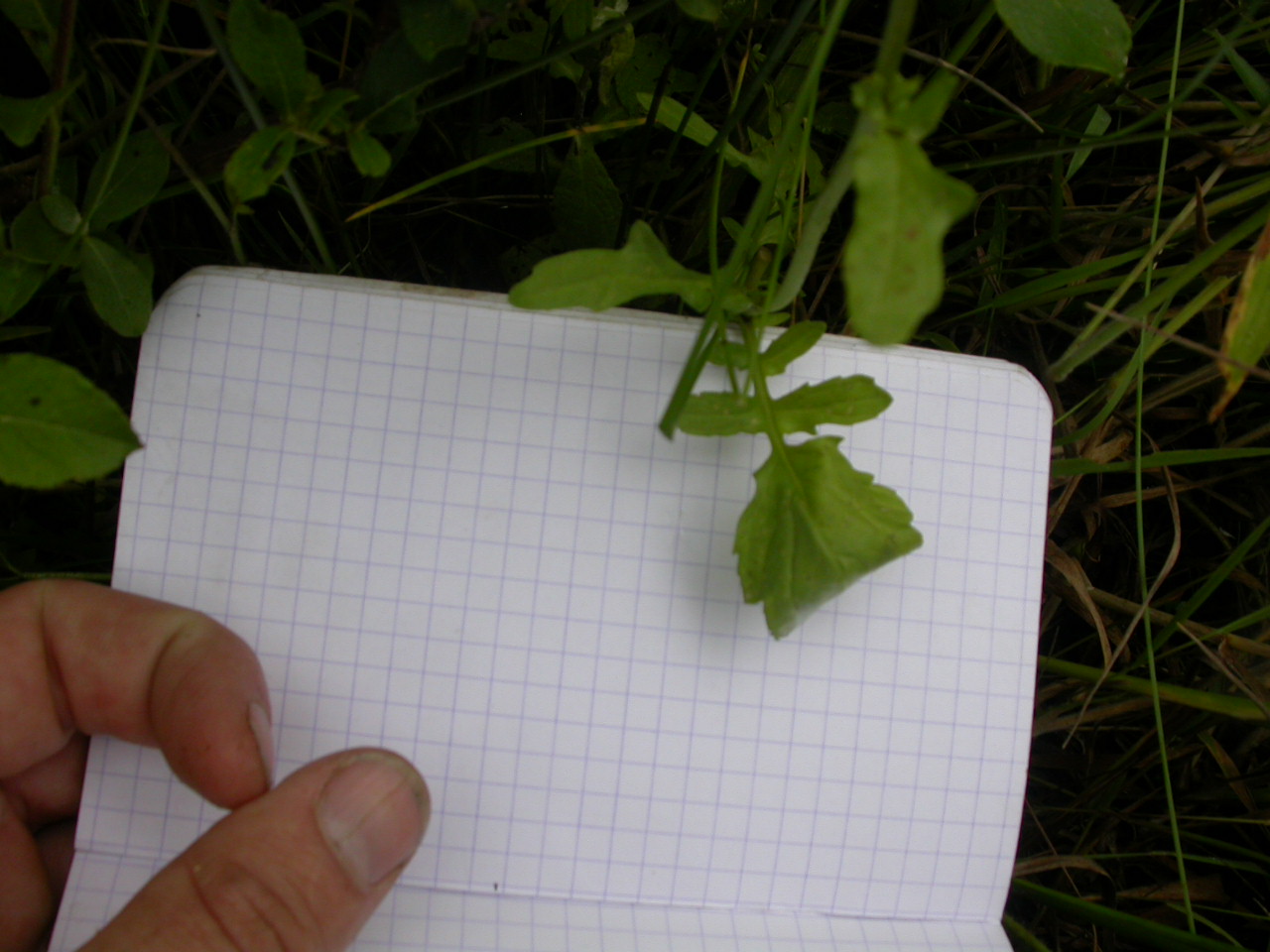 20070630_121411.JPG