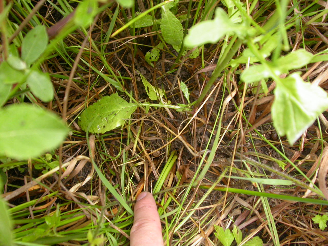 20070630_121420.JPG