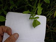 20070630_121411.JPG