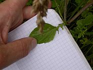 20070630_121505.JPG