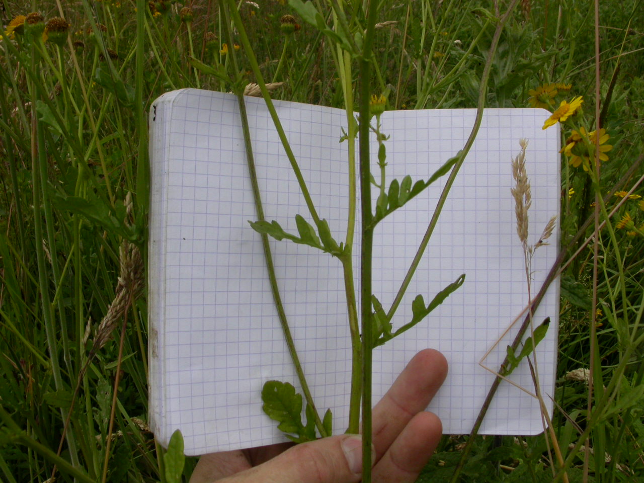 20070630_121639.JPG