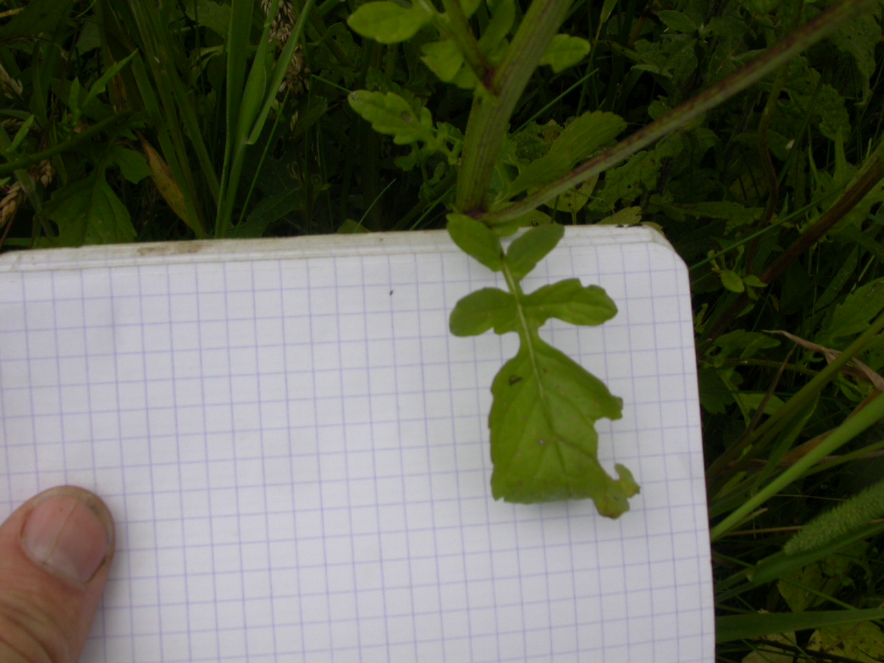 20070630_121658.JPG