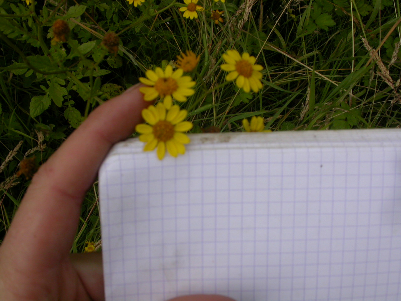 20070630_121722.JPG