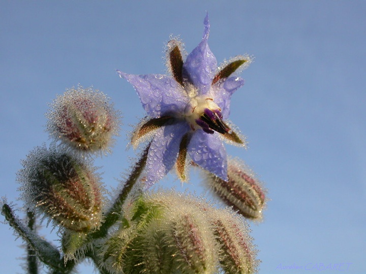 Borrago_officinalis.jpg