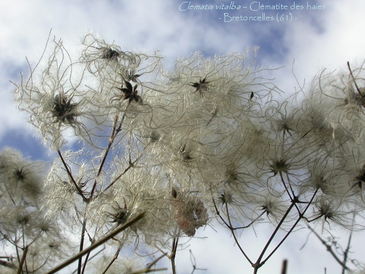 Clematis_vitalba.jpg