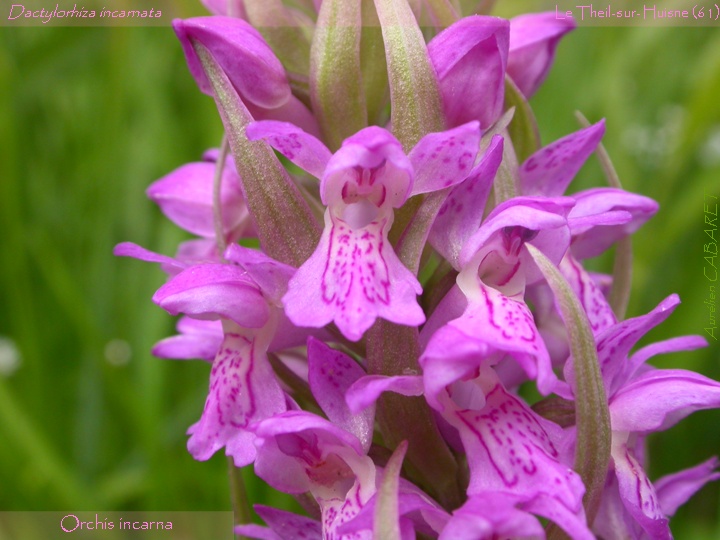 Dactylorhiza_incarnata.jpg