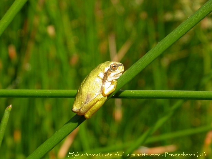 Hyla_arborea.jpg
