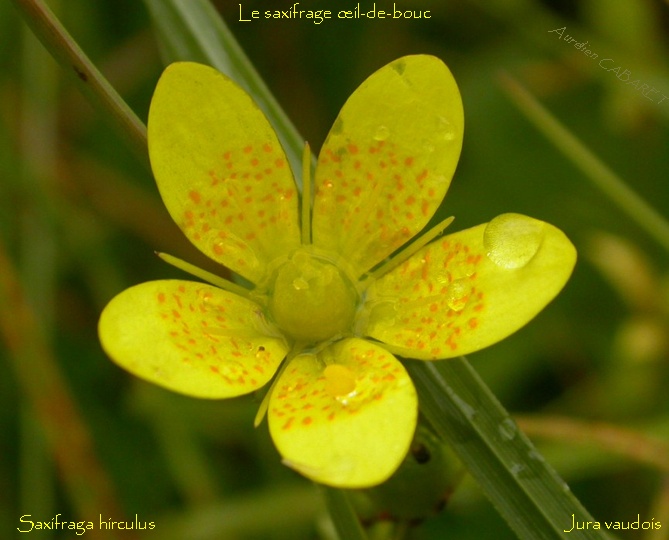 Saxifraga_hirculus.jpg