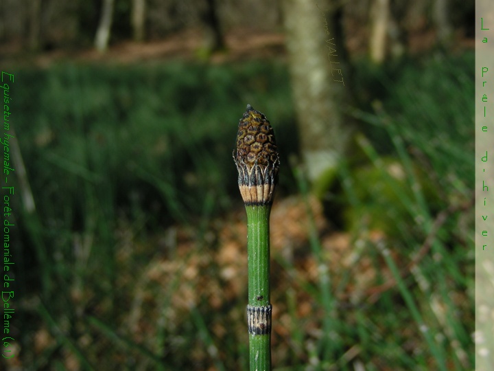 20070311_154517.jpg