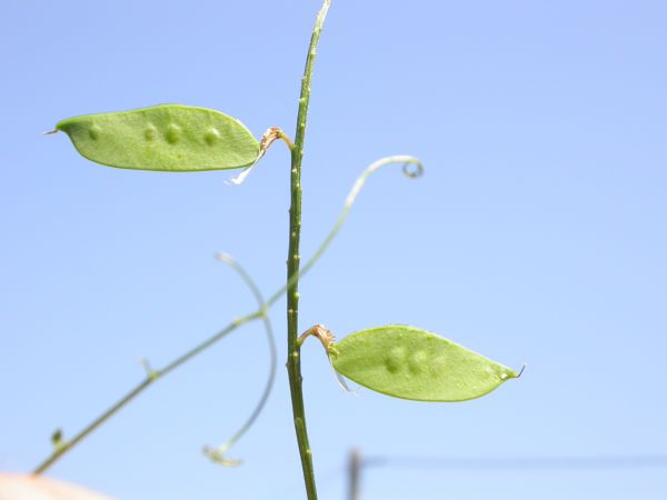 20060715_115437.JPG