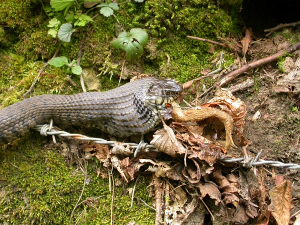 20070425_154516.JPG