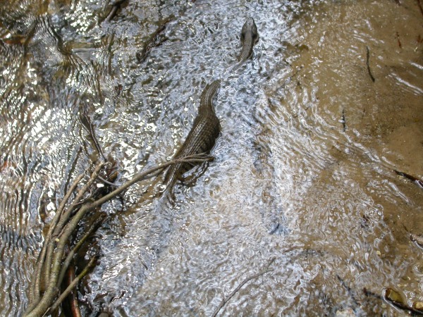 20070425_155207.JPG